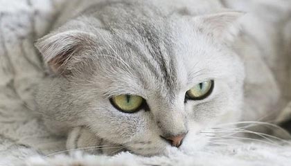 hth-安踏成为希腊奥委会战略合作伙伴